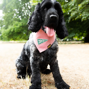 Badge thermocollant pour chien "Zoomies"-Patch et badges-Scoot's Honor-Muzon