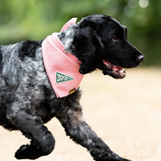Badge thermocollant pour chien "Zoomies"-Patch et badges-Scoot's Honor-Muzon