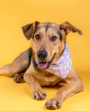 Collier Bandana pour chien - Fleurs blanches sur fond Violet