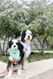 Bandana collier pour chien - Fleurs blanches sur fond Violet