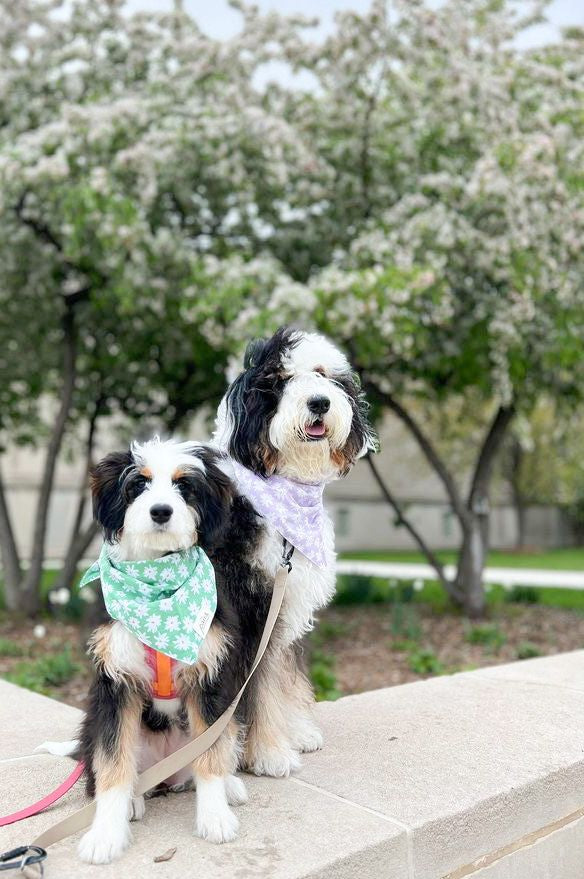Bandana collier pour chien - Fleurs blanches sur fond Violet