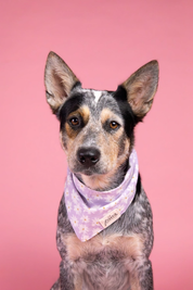 Bandana The Paws pour chien - Fleurs blanches sur fond Violet
