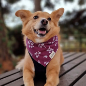 Collier Bandana pour chien - Couleur rouge vin avec fleurs blanches