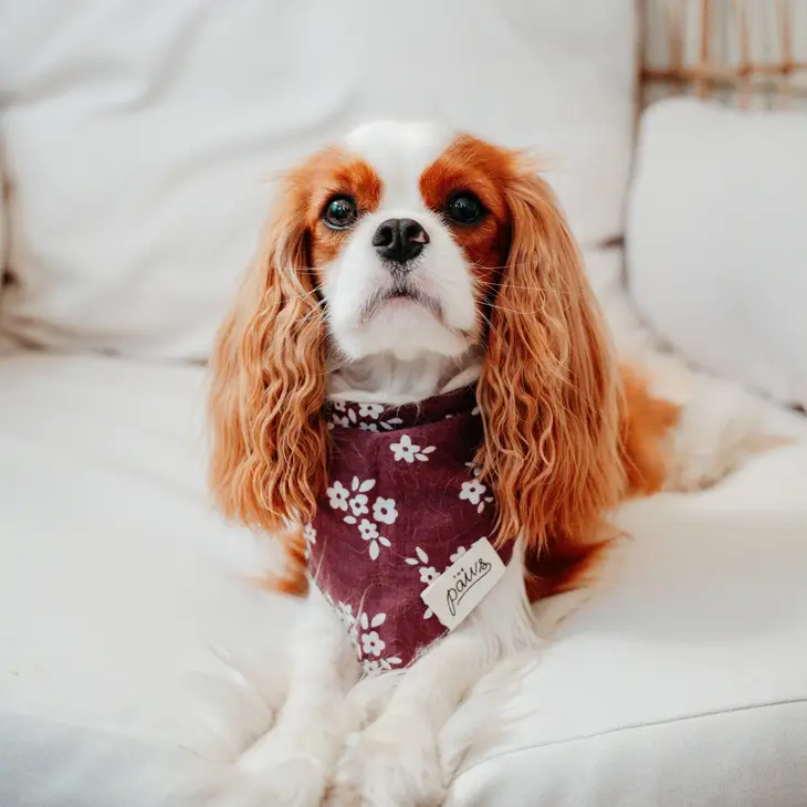 Bandana pour chien - Couleur rouge vin avec fleurs blanches
