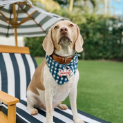 Collier Bandana pour chien - Carreaux Bleu et Blanc