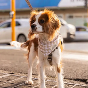 Bandana pour chien - Pied-de-poule blanc et beige