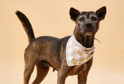 Bandana pour chien - Damier beige