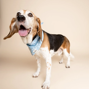 Bandana pour chien - Flocons de neige