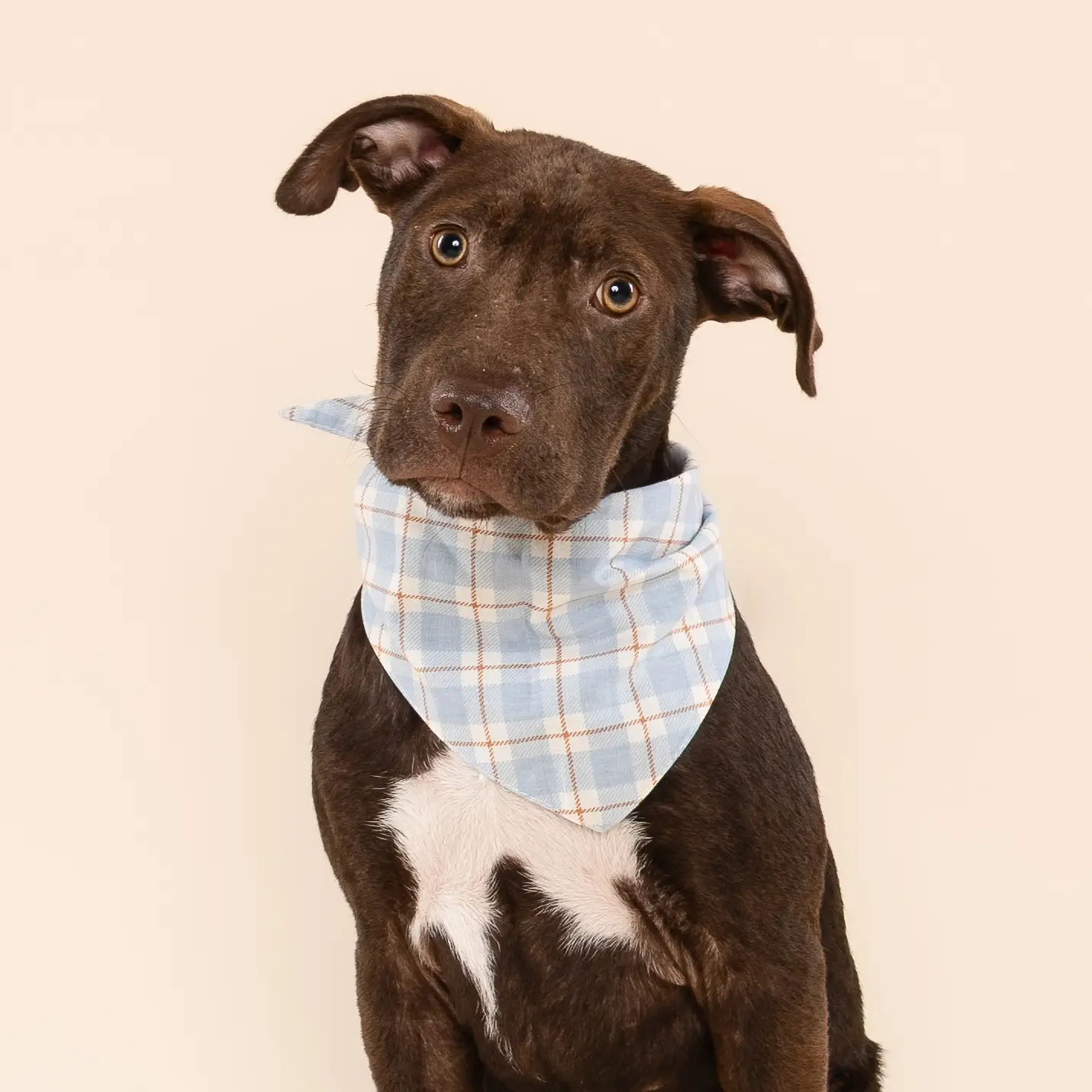 Dog bandana - Harlowe