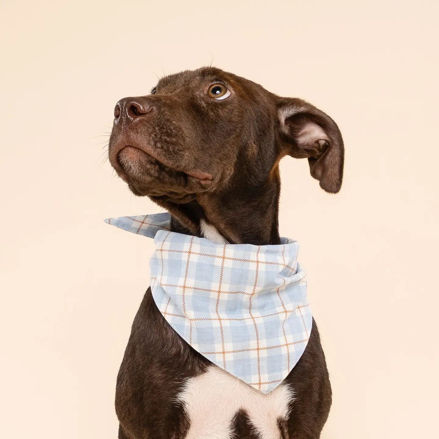 Dog bandana - Harlowe