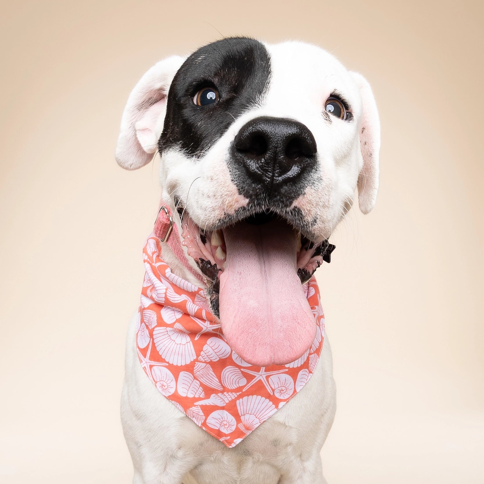 Bandana pour chien - Coquillage