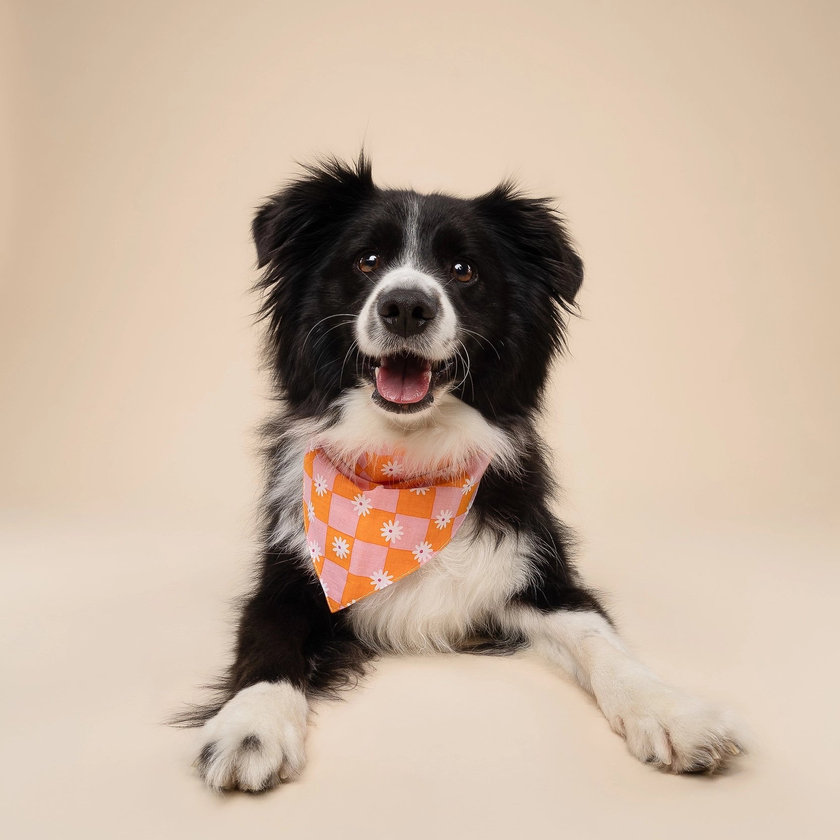 Bandana pour chien - Hula