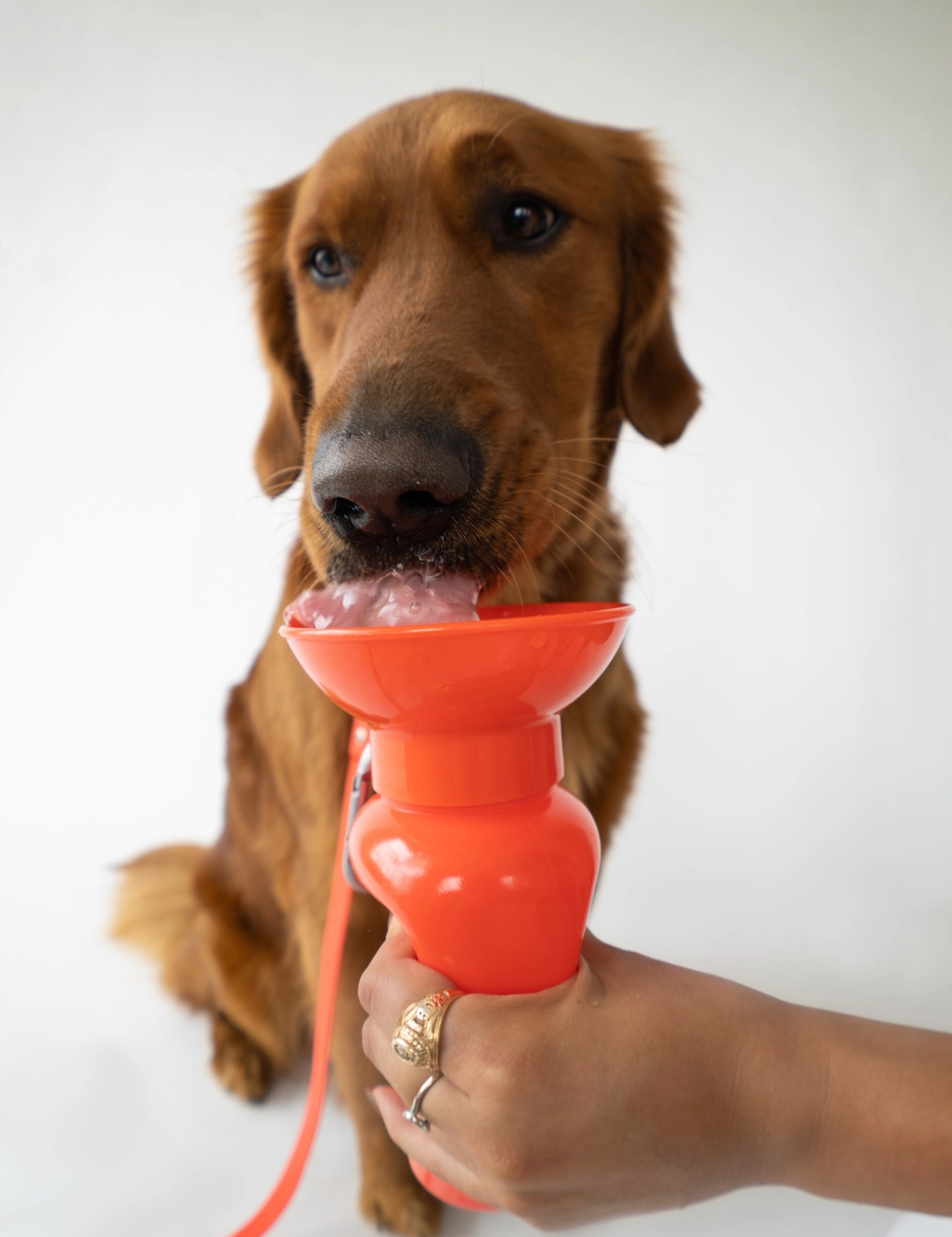 Bouteille de voyage - Coquelicot-Gourdes et gamelles de voyage-Springer-Muzon