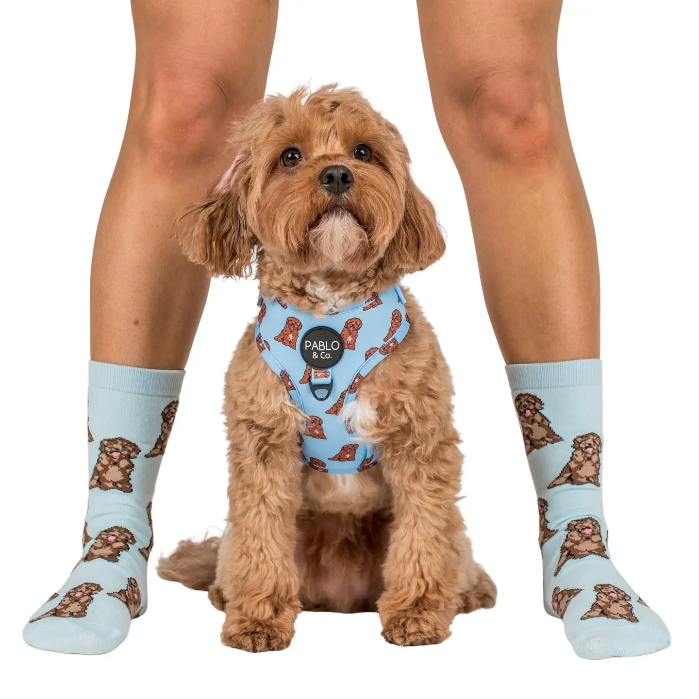 chaussettes-cavapoo-2.png