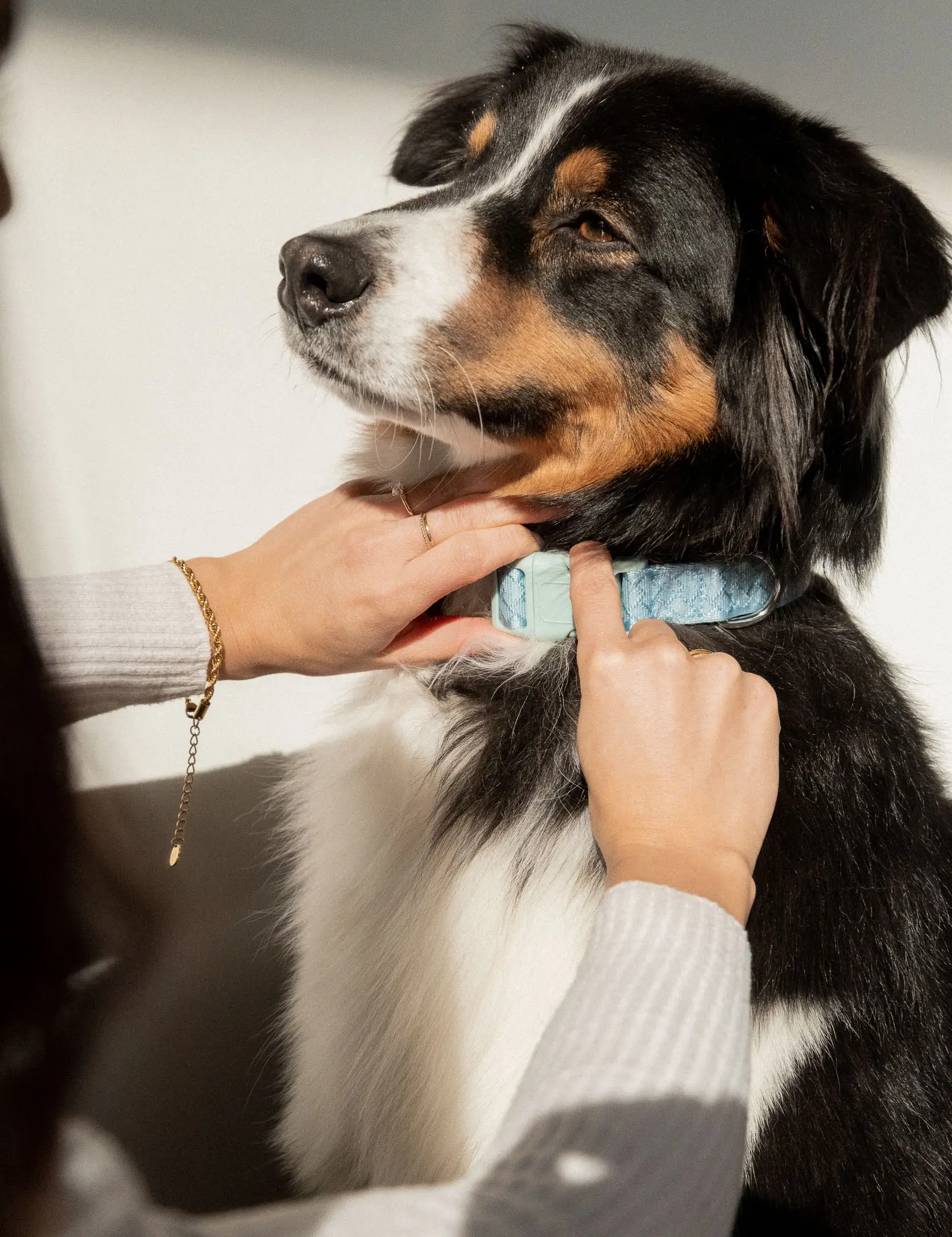 un humain mettant un collier à son chien