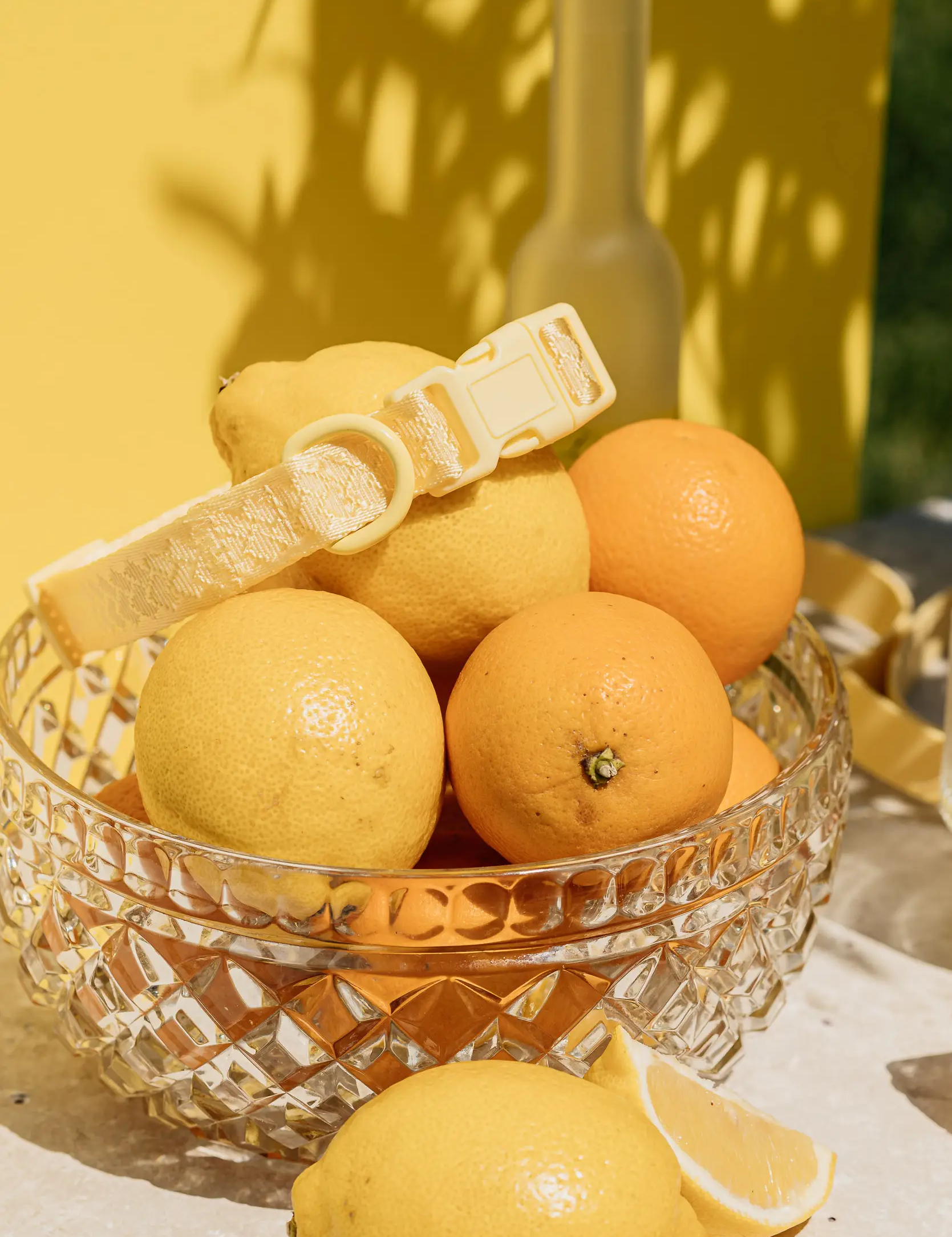 Collier pour chien Limoncello | Muzon 