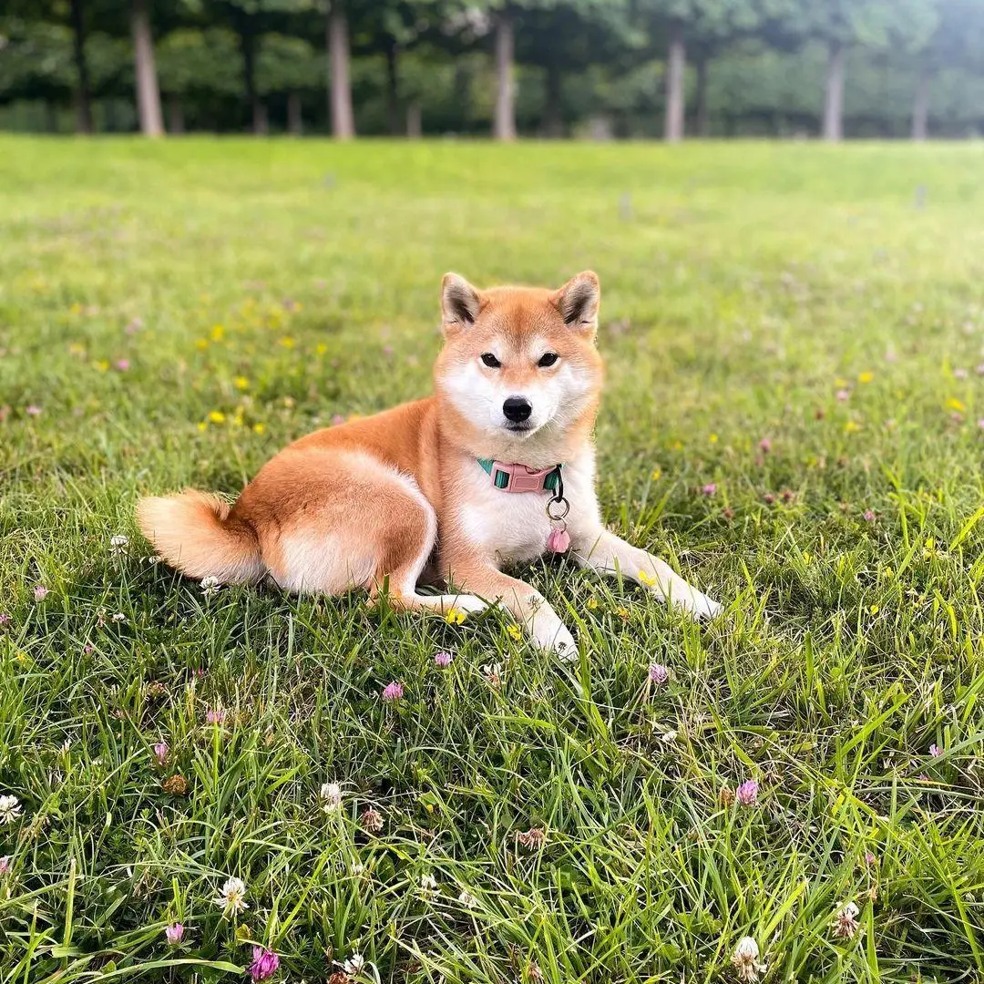 Collier pour chien Lola vert