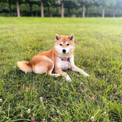 Collier pour chien Lola vert