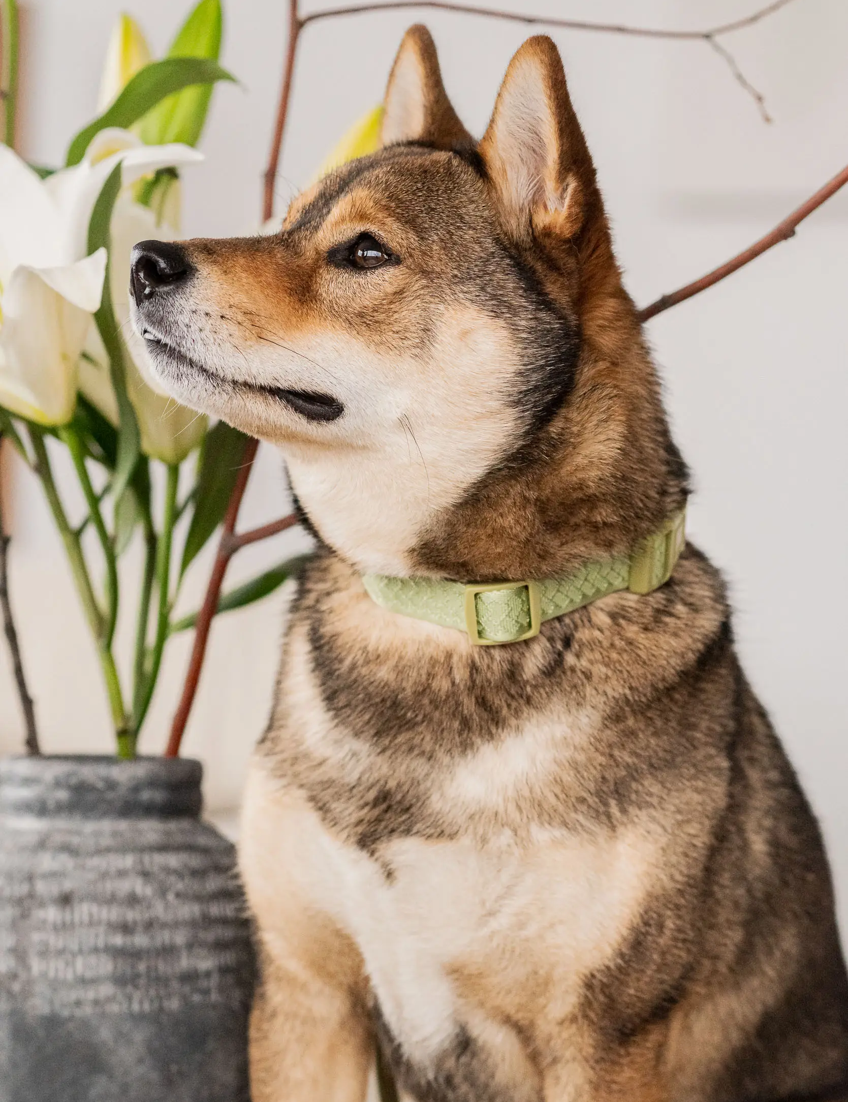 un chien porte le Collier pour chien vert Matcha | Muzon