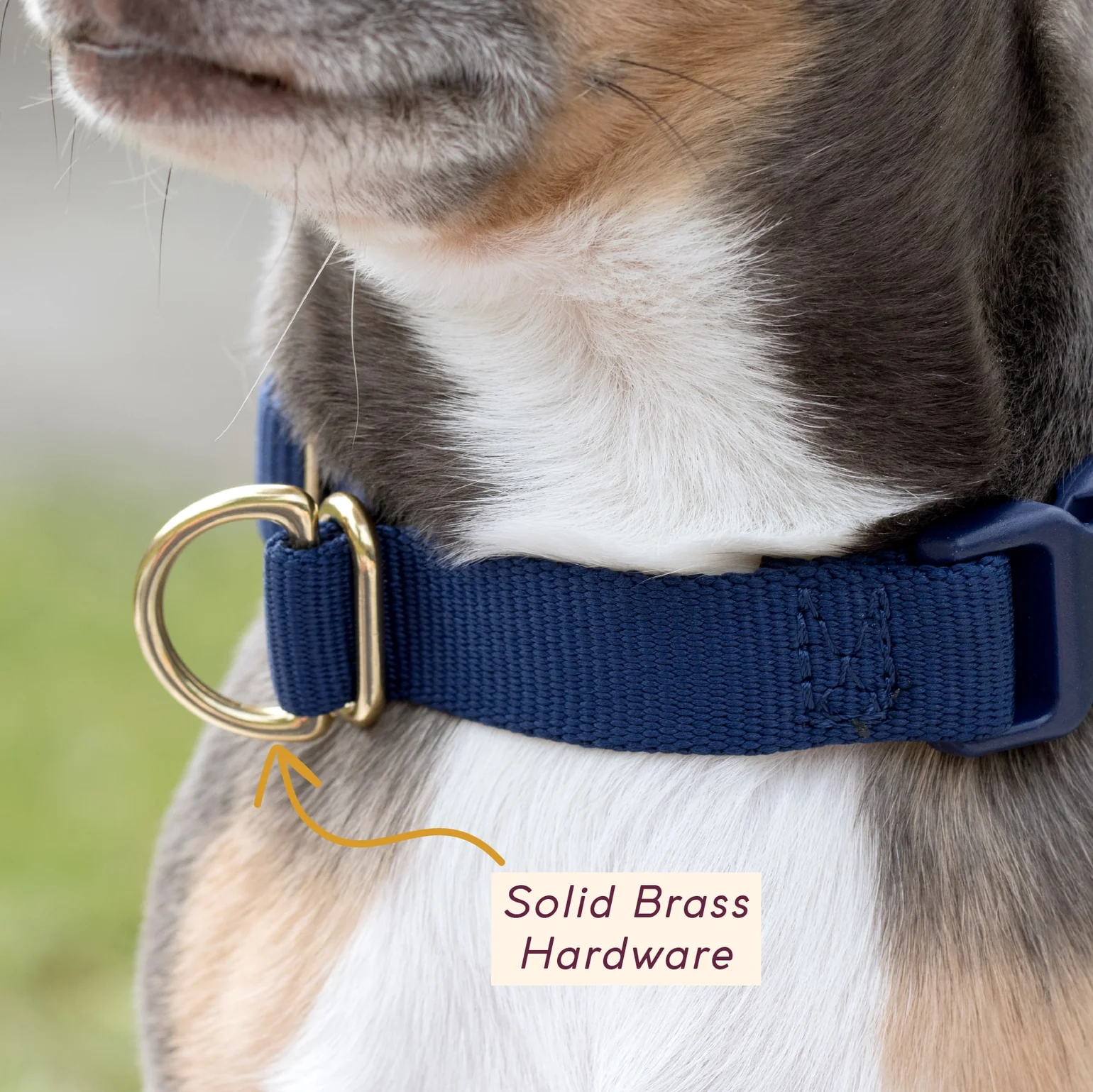 Collier pour chien - Olive-Harnais-Awoo-Muzon