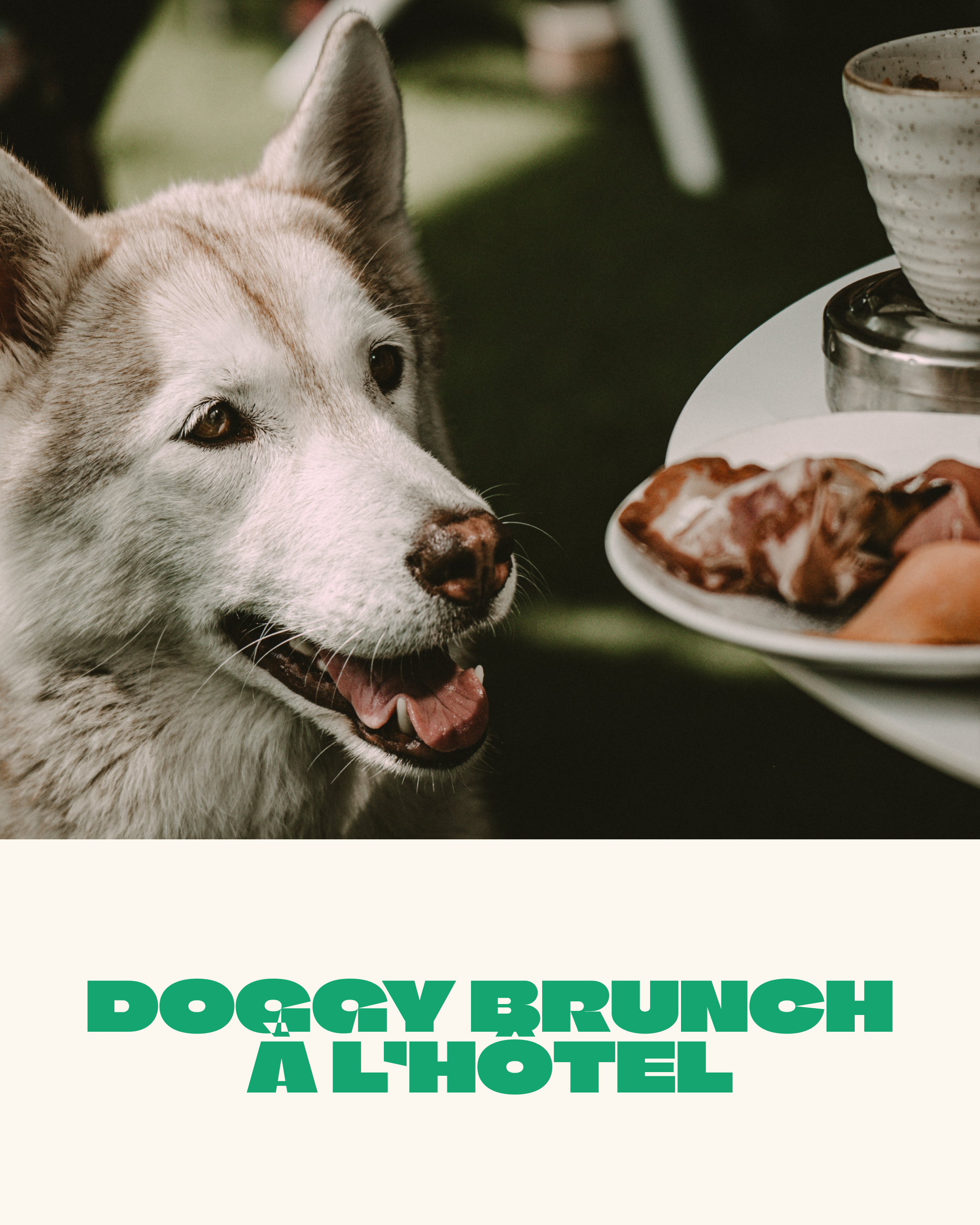 doggybrunch1.png