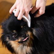 Eau micellaire pour chien