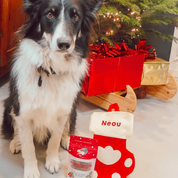 Friandise pour chien Noël