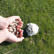 Friandises naturelles pour chien - Foie d'oie