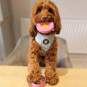 Citrouille et patate douce viollette - Friandises naturelles pour chien
