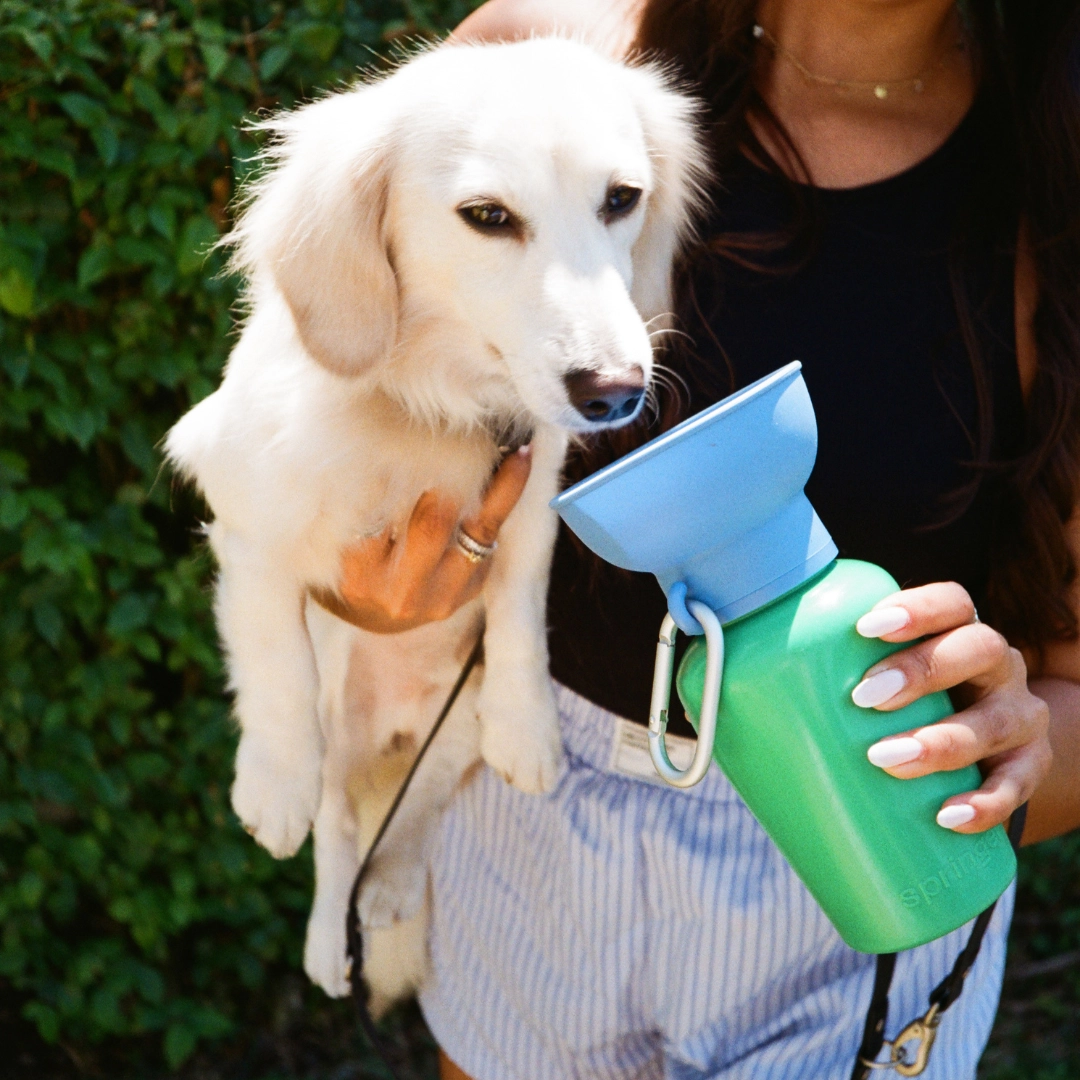 gourde-springer-bleu-et-vert-retractable-2.png