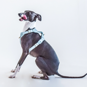 Harnais confortable rembourré en maille aérée pour chien - Ardoise-Harnais-Awoo-Muzon