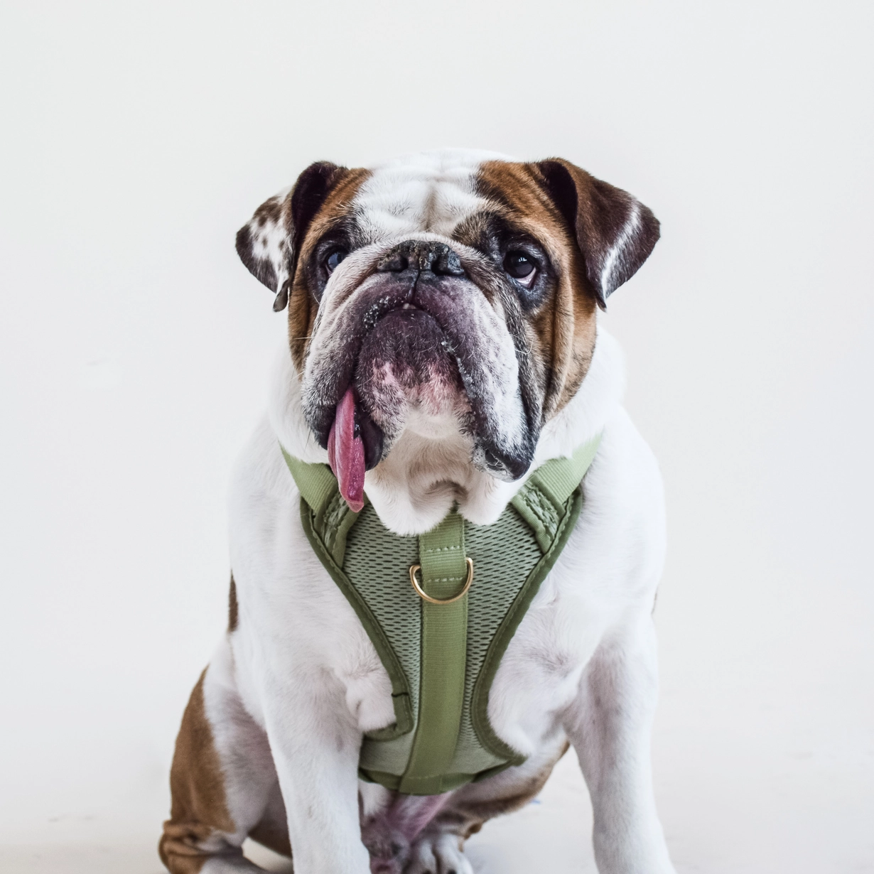Harnais confortable rembourré en maille aérée pour chien - Olive-Harnais-Awoo-Muzon