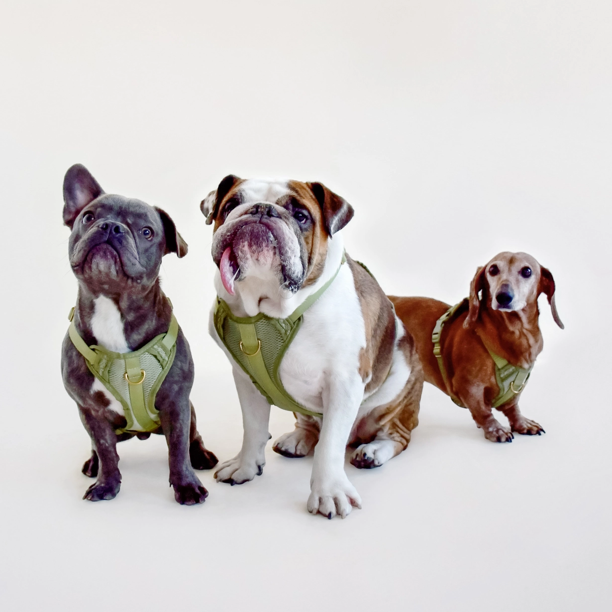 Harnais confortable rembourré en maille aérée pour chien - Olive-Harnais-Awoo-Muzon