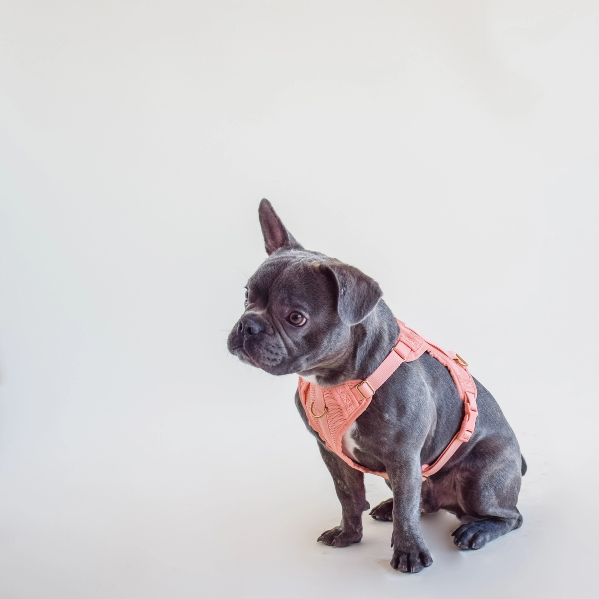 Harnais confortable rembourré en maille aérée pour chien - Pêche-Harnais-Awoo-Muzon