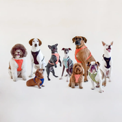 Harnais confortable rembourré en maille aérée pour chien - Pêche-Harnais-Awoo-Muzon