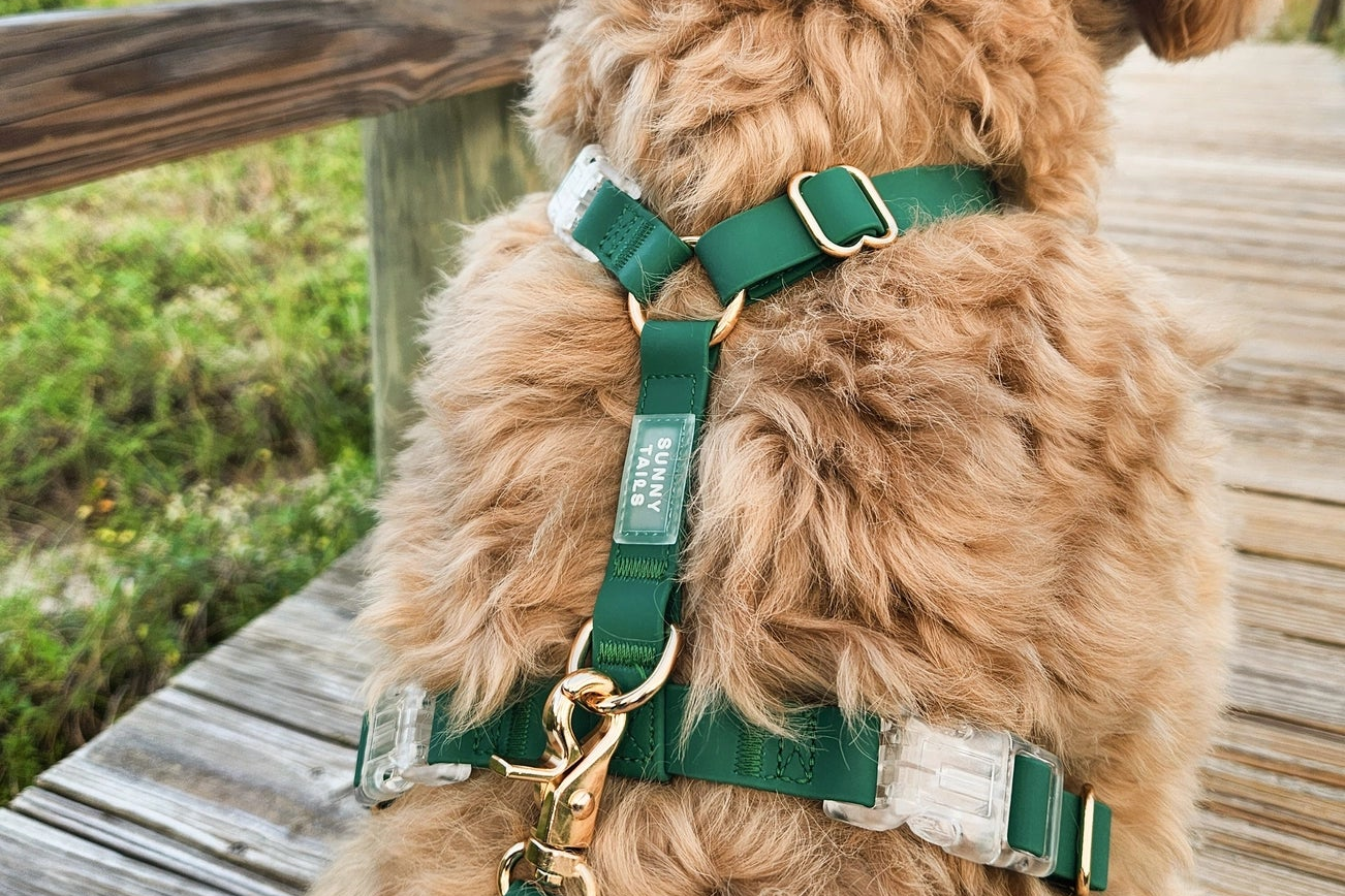 harnaispourchiensgreencloud4.png