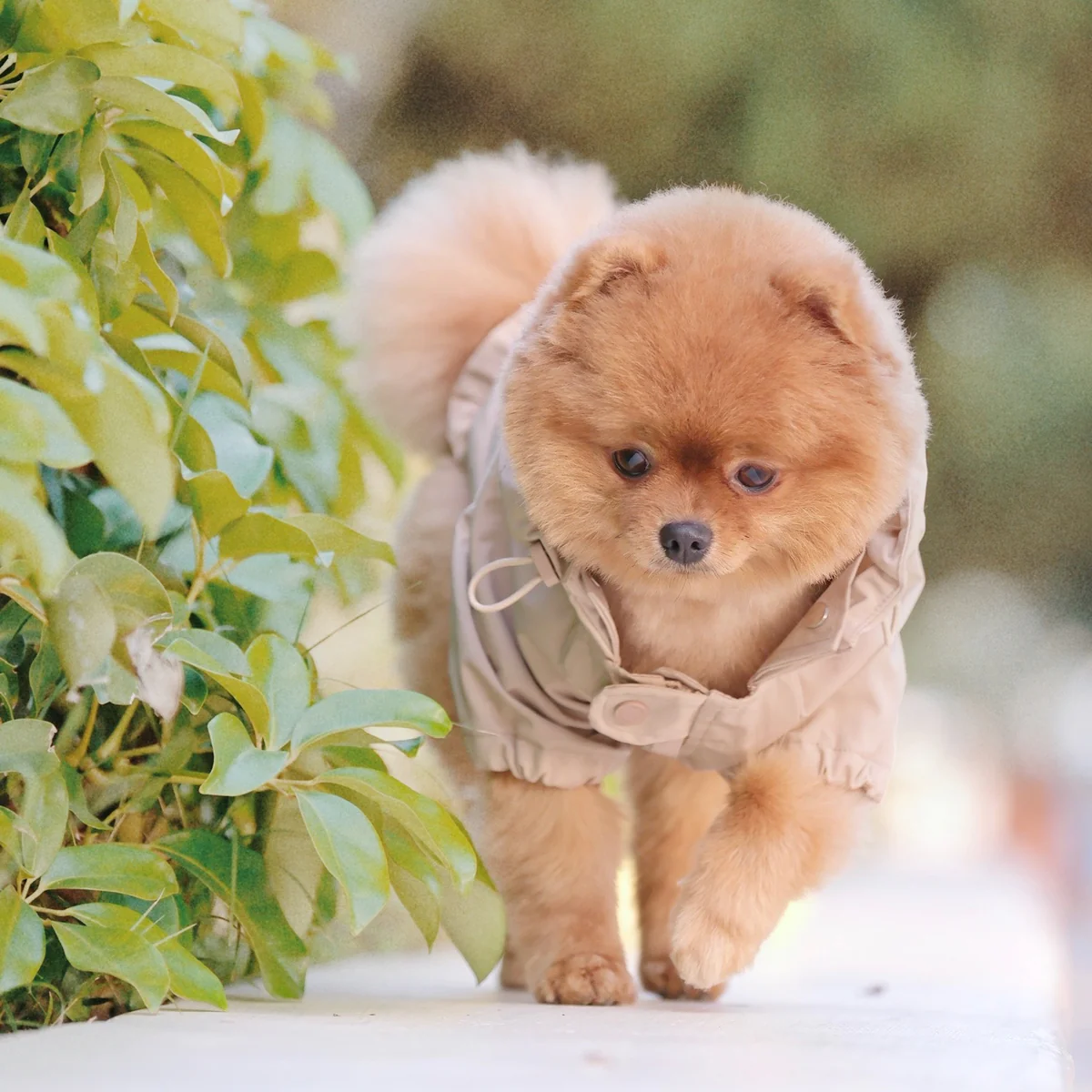 Imperméable pour chien - Beige | Muzon