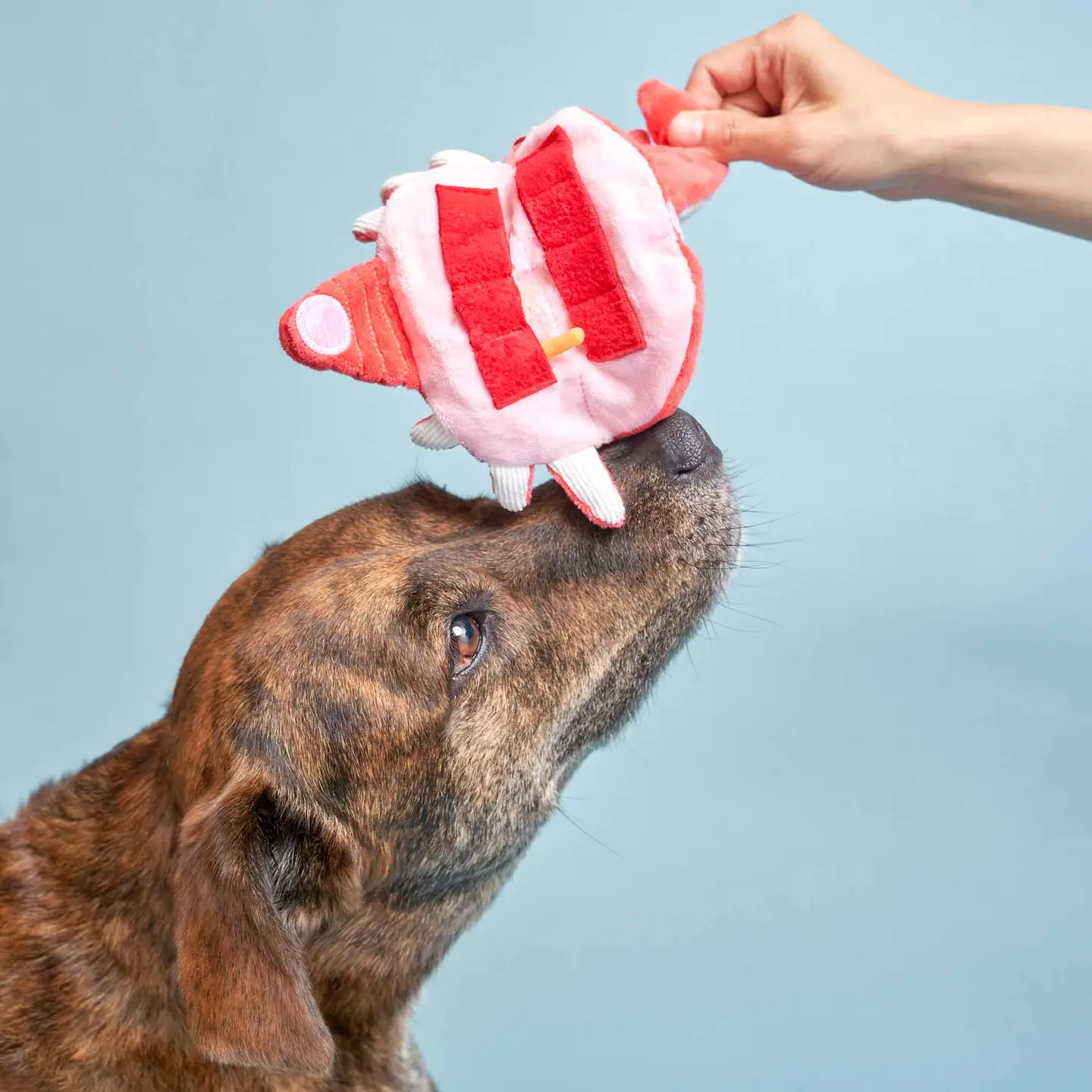 Jouet d'occupation pour chien - Crabe pour divertir votre animal | Marque Muzon