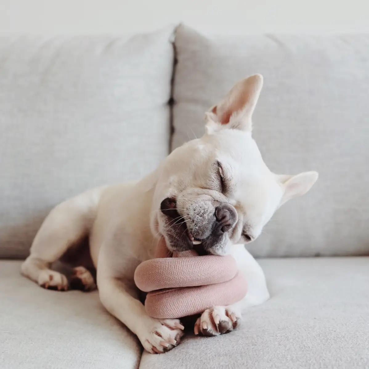 Jouet pour chien - Noeud rose interactif pour exploration
