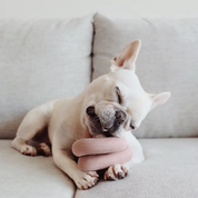 Jouet pour chien - Noeud rose interactif pour exploration
