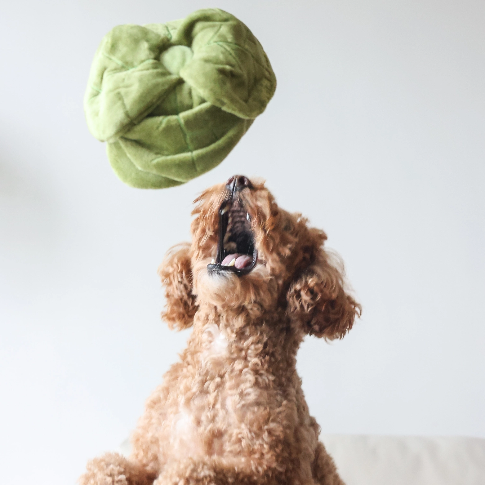 Snuffle toy - The cabbage