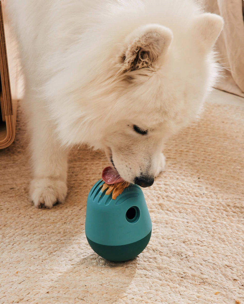 Jeu pour chien - Vert à remplir pour jeu de recherche | Marque Muzon