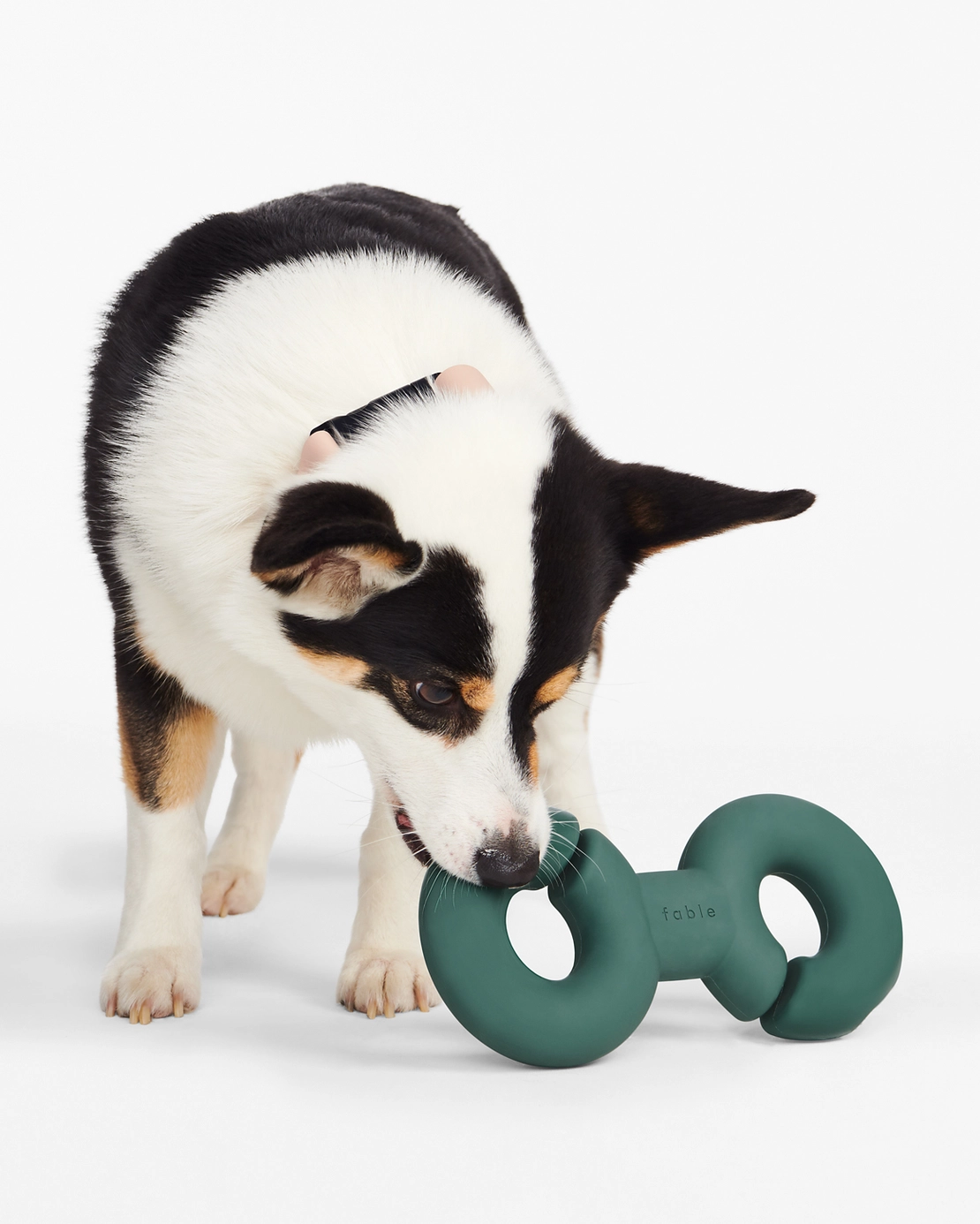 Twin Falco Vert pour chien - Jeu interactif pour stimuler l'exploration | Marque Muzon