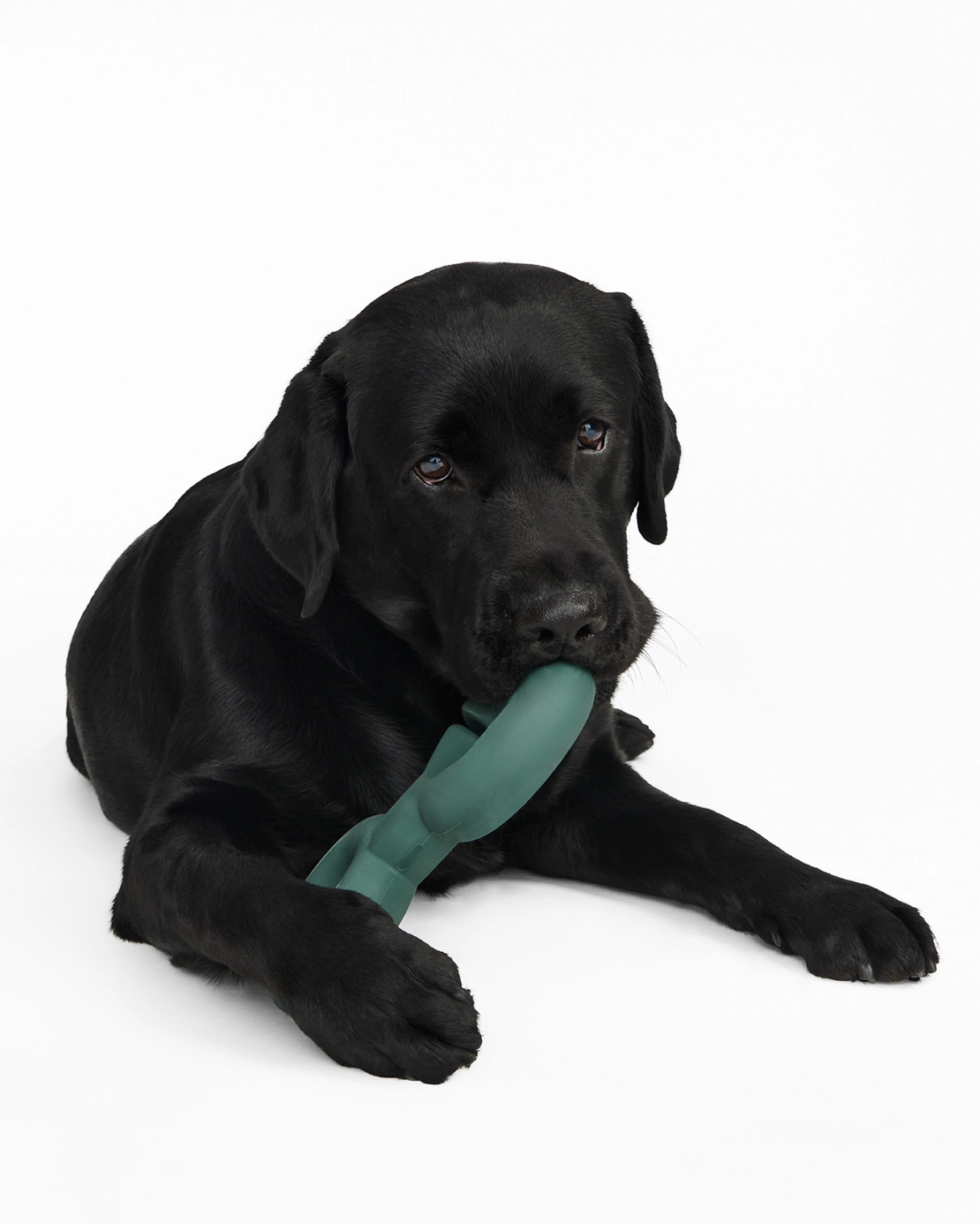 Jeu d'intelligence pour chien - Twin Falco Vert pour divertir votre animal | Marque Muzon