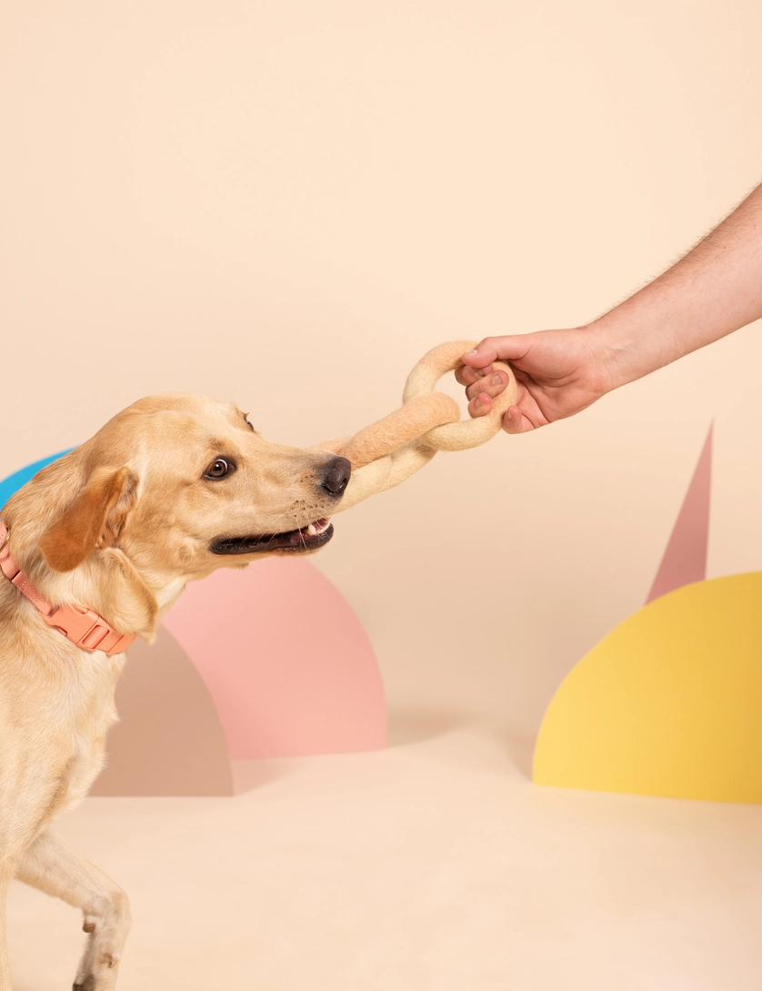 Jouet en laine pour chien - Chaine en fibres | Muzon