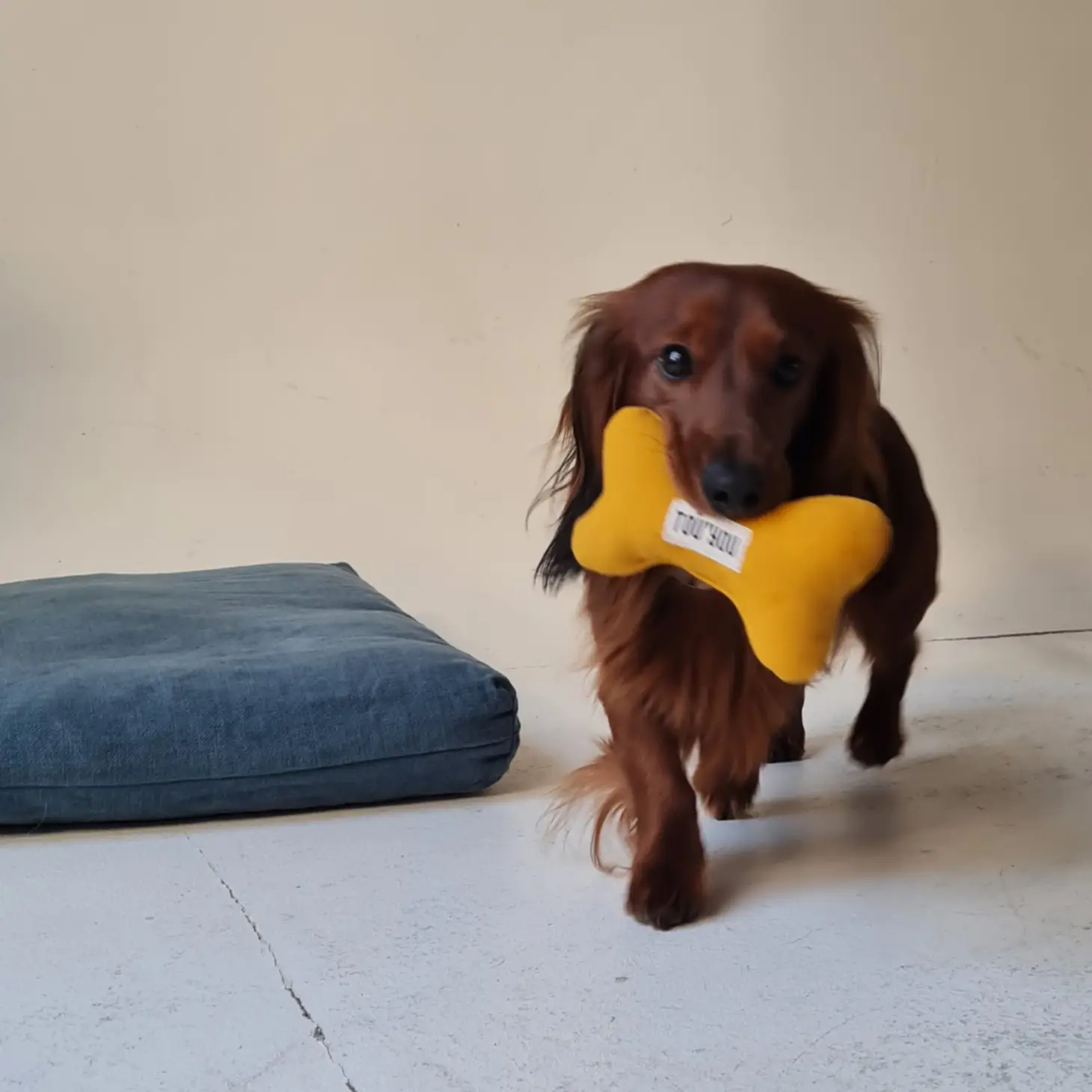 Un teckel joue avec ce Jouet Nonos pour chien en fibres naturelles - Jaune | Muzon