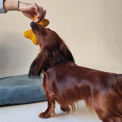 Jouet Nonos pour chien en fibres naturelles - Jaune | Muzon