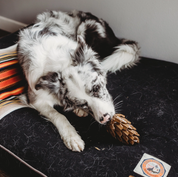 Pomme de pin à fourrer avec des friandises pour chien