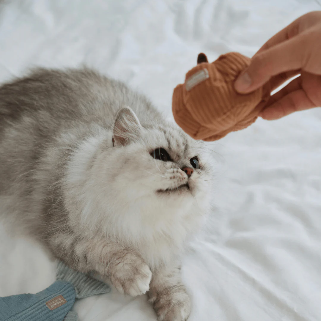 kitty-veggie-set-106076_1080x_c947247b-eb1a-4d7b-9ab3-a5b8e10bb6f3.png