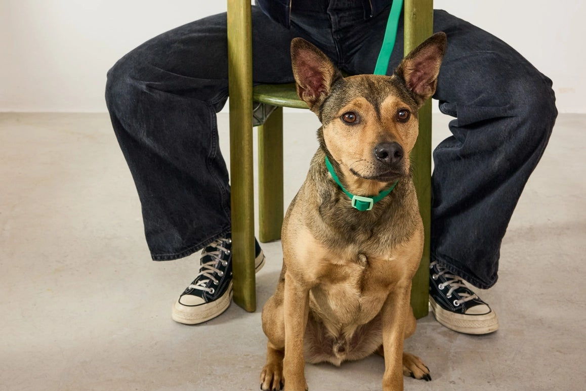 laisseimpermeablechienvert2_2178c8aa-6bd7-4b89-b483-b2e1292b0058.png